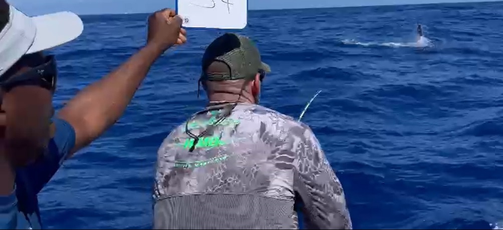 El pescador Braizon Cedeño al momento de liberar una aguja en la lancha Bandolera